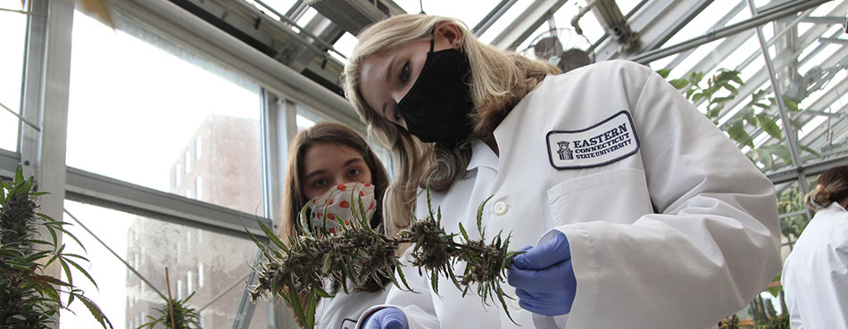 students examining cannabis plants